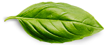 Trang Chủ Basil Leaf